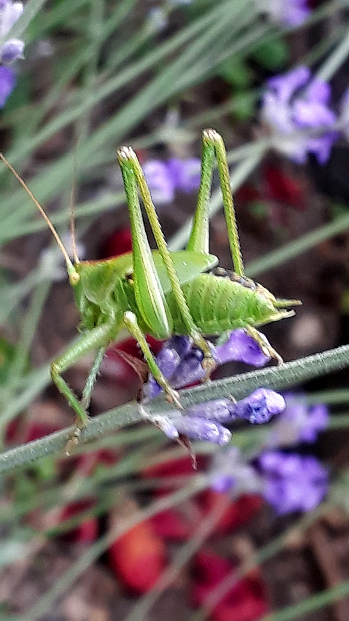 Heupferd -schrecke im Lavendel