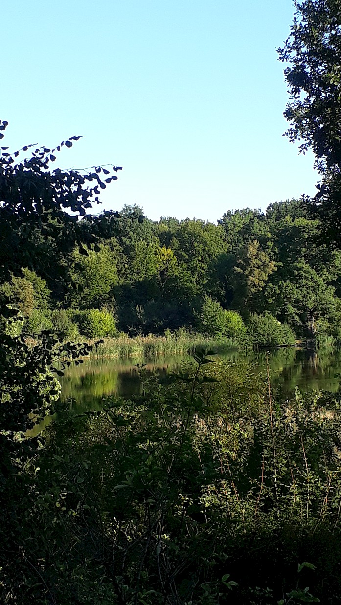 Lich Waldseeabendstimmung 9 20