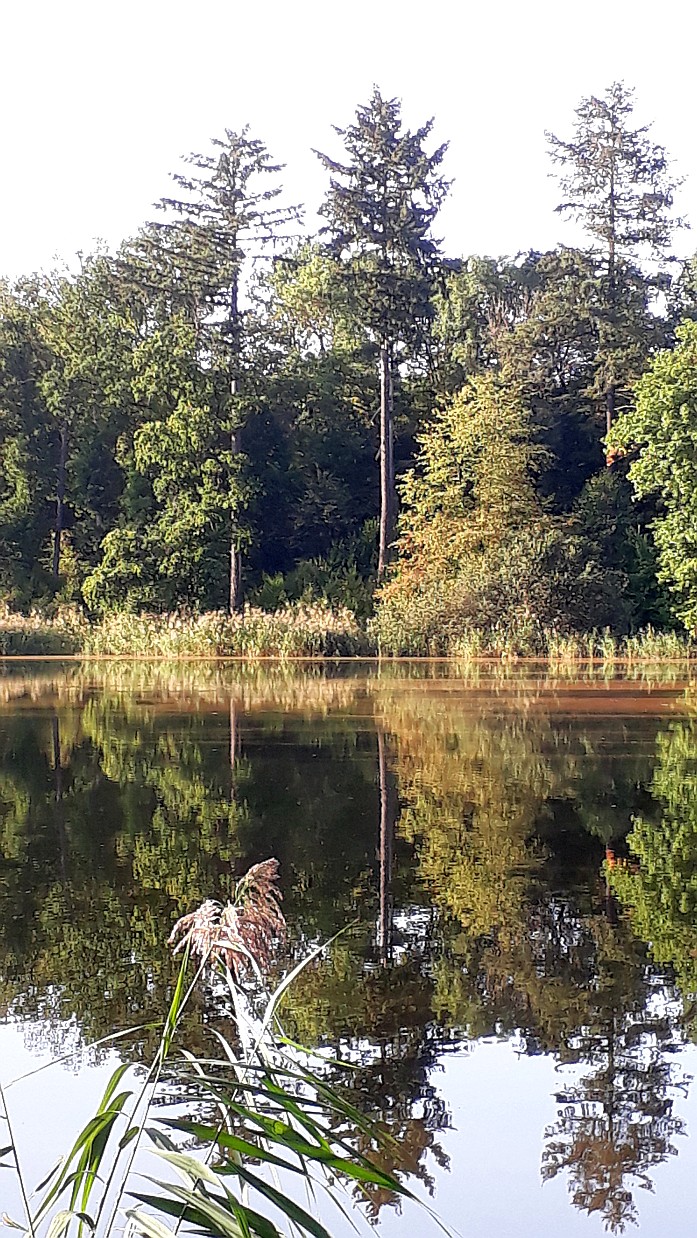 Abend Waldsee 9 20