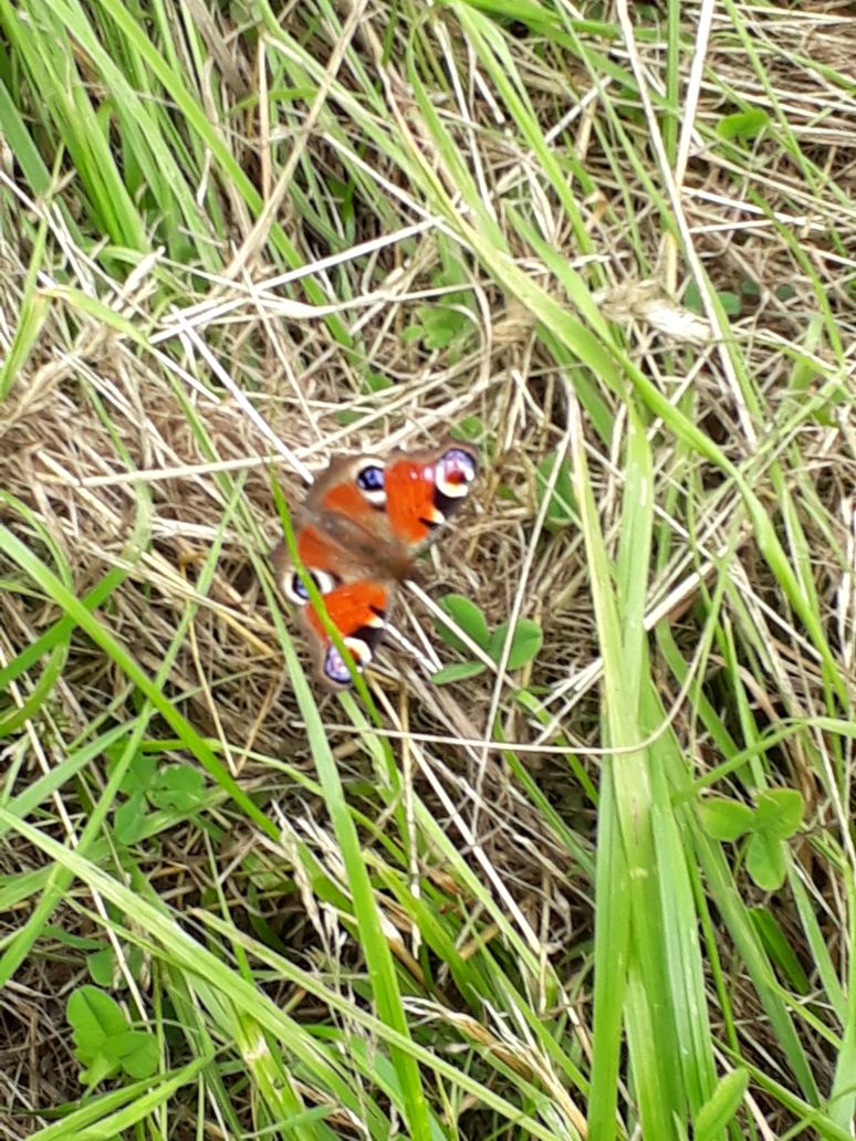 Pfauenauge bei Spaziergang 24 06 2018