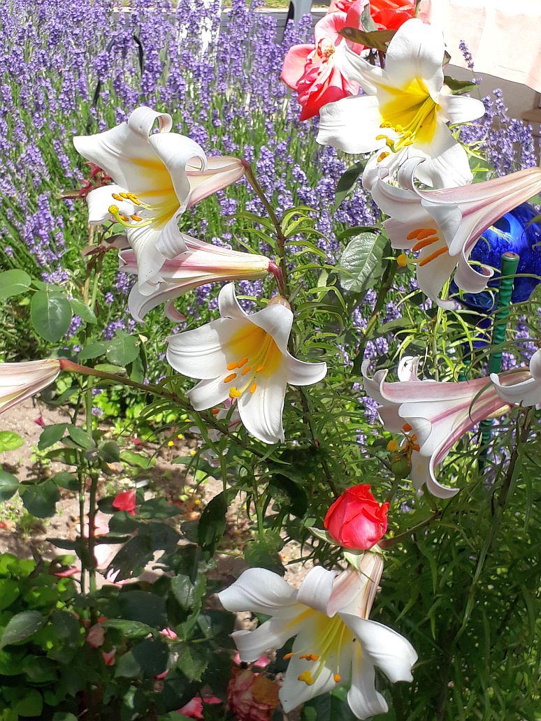 Kningslilien im Lavendel 25 06 2019