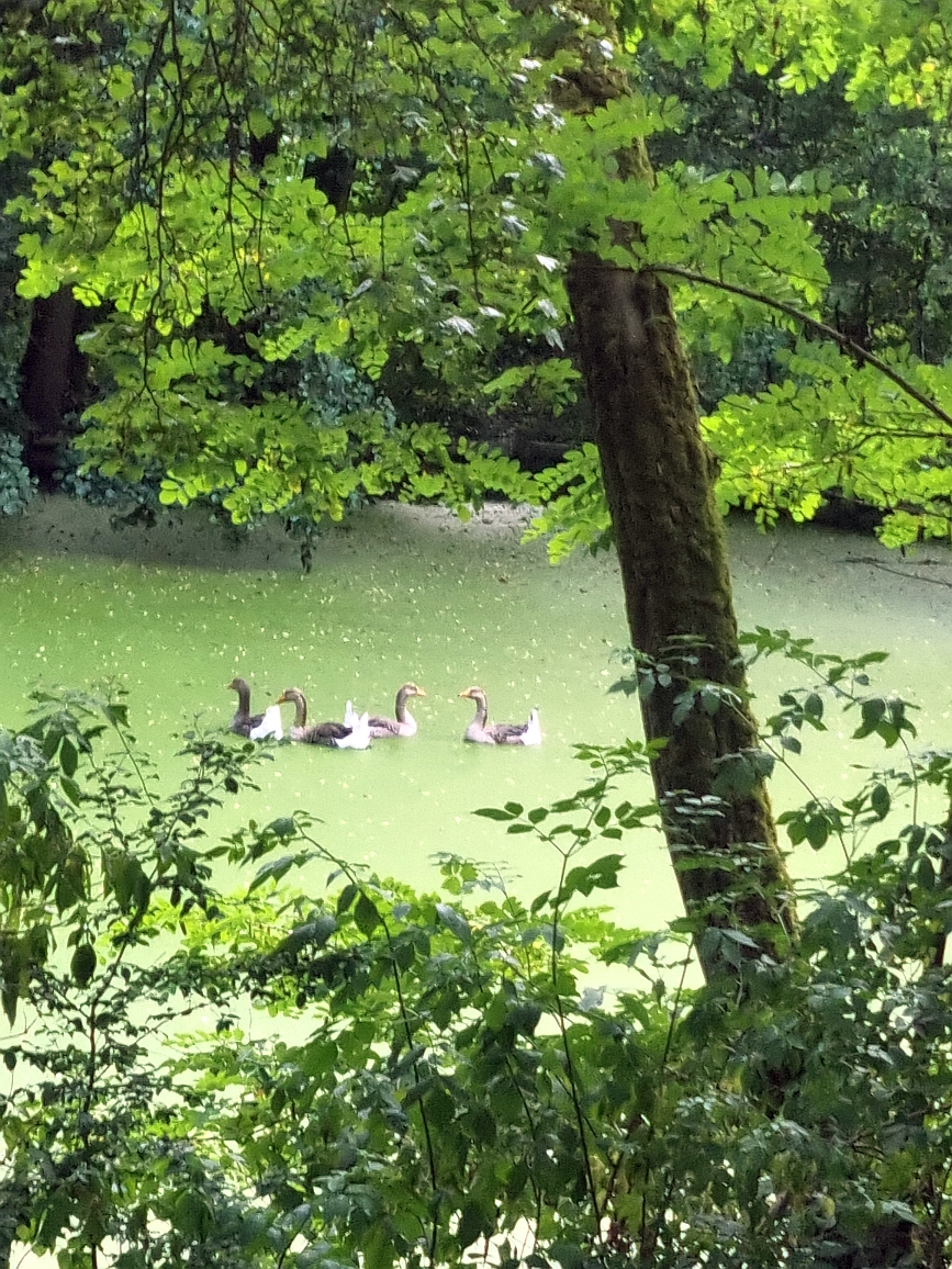 Albachtalweg Waldsee 13 07 23