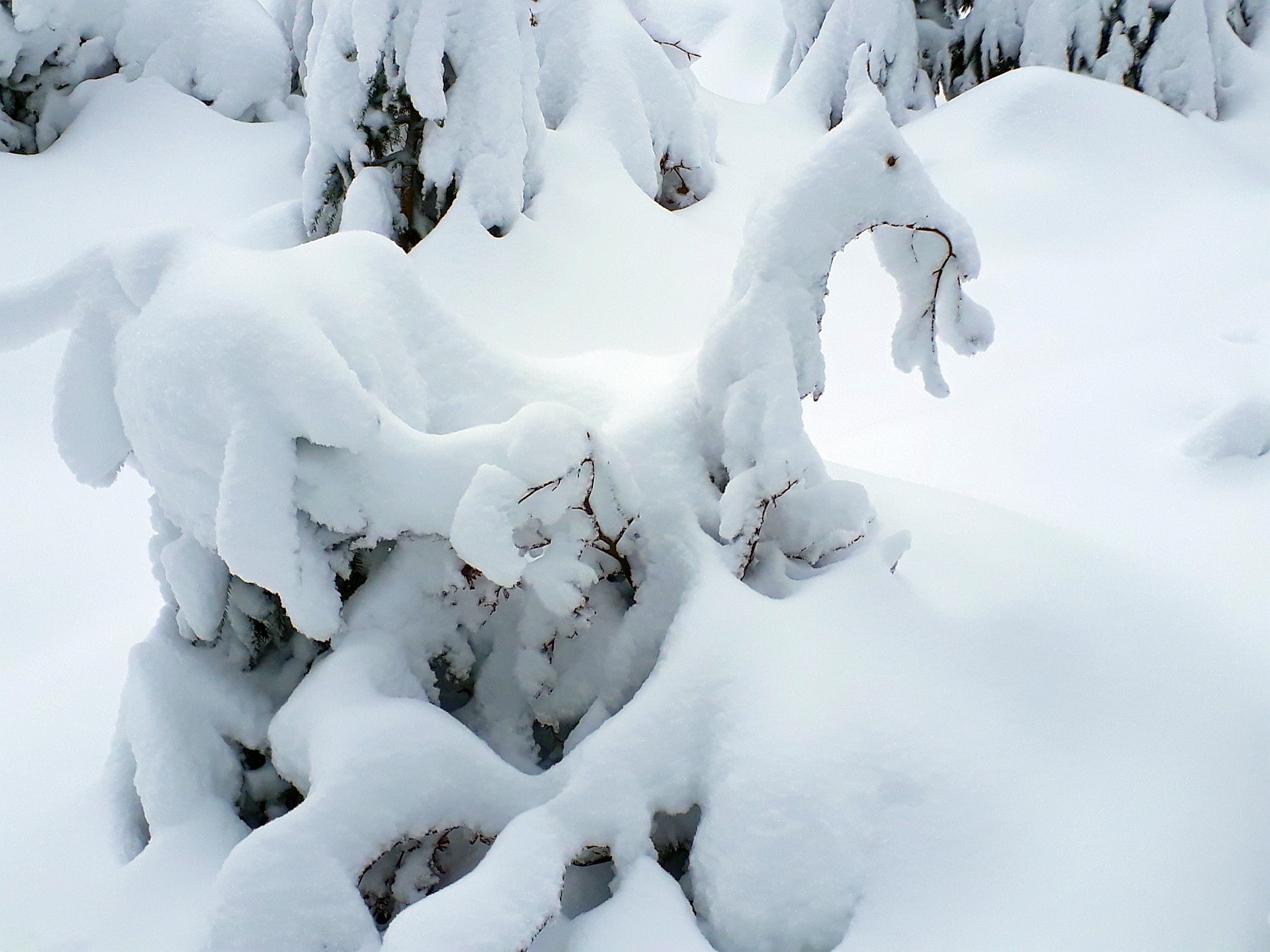 Schneepferdchen