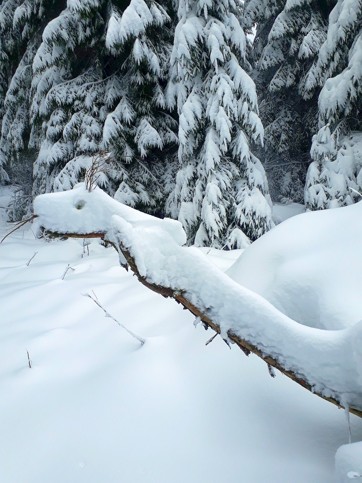 Schneeschlangengeist