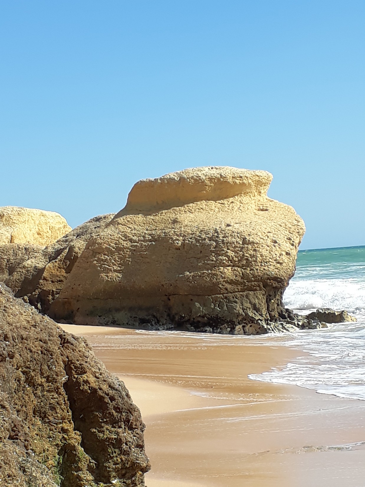 Ente bewacht den Gale-Strand, Algarve Mrz 2018